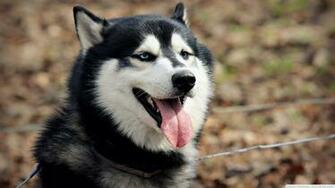 Dogs Husky Siberian Winter HD Wallpaper