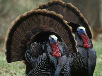 Turkey Animals Town Wallpaper
