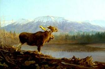 Moose Wallpaper Weddingdressin