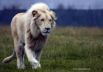 Lions Wallpaper White Lion