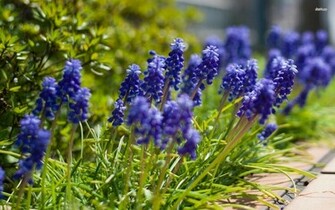 Grape Hyacinth Wallpaper Flower