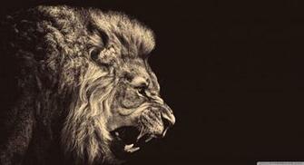 Lion Roaring Background HD Wallpaper Wide Beautiful Beach