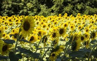 I Love Being Alive Sunflower Desktop Wallpaper Group