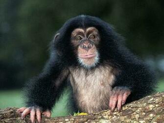 Desktop Wallpaper S Animals Huge Collection Of Amazing
