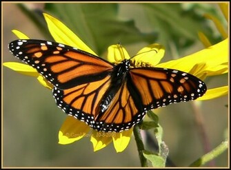 Monarch Butterfly Desktop Background Wallpaper