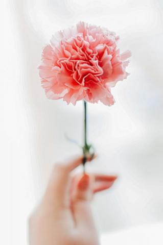 Carnation Pictures Image