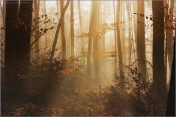 Wallpaper Sunlight Trees Forest Reflection Winter Morning