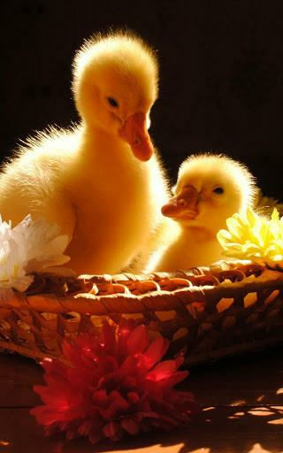 Cute Animals Live Wallpaper