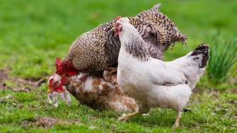 Chicken Wallpaper HD