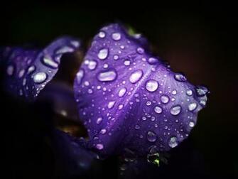 Wallpaper HD Natural Bestwallpaper Ever