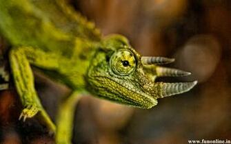 Panther Chameleon Wallpaper