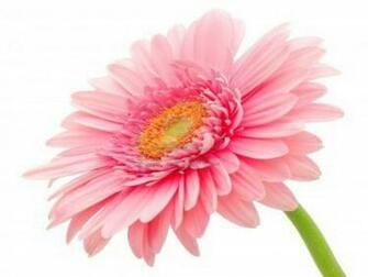 Gerbera Daisy Flower Wallpaper Wallpaper13