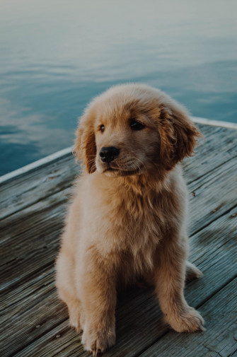 Golden Retriever Puppy Cute Dog Wallpaper