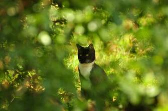 Wallpaper Cats Kote Rozmytost Shrubs Bokeh Summer Glare Cat