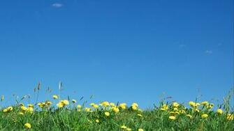 Dandelions Under Bright Blue Sky Wallpaper
