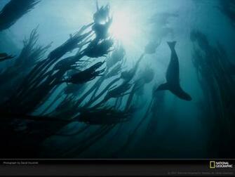 Famous National Geographic HD Wallpaper Part Unique