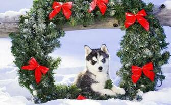 Image Detail For Husky Cubs Wallpaper Dog Background HD
