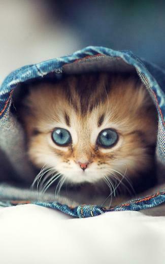 Kittens Live Wallpaper