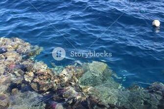 Beautiful Seabed Background Gorgeous Sea Bottom Through