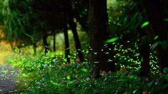 Fireflies Nature Landscape Wallpaper Full HD Desktop