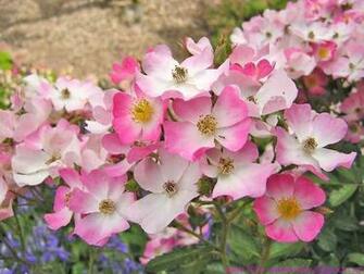 Happy Mothers Day Flower Screen Savers