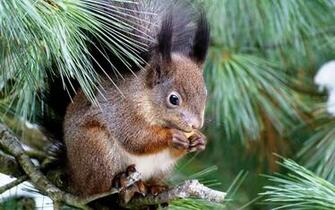 Squirrels Wallpaper Desktop The Squirrel In My Garden