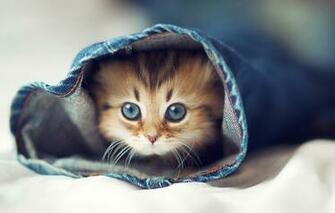 Wallpaper Cat Eyes Kitty Jeans Bed Halacha Image For