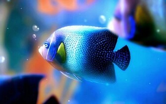 Most Beautiful Blue Fish HD Wallpaper