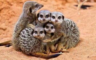 Pics Photos Two Meerkats Wallpaper