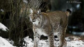 Lynx Wallpaper HD Image Live Hq Pictures