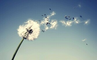 Wallpaper Dandelion Flowers