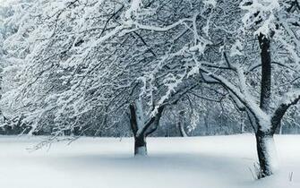 Snowy Forest Scene Photography Wallpaper Desktop Background Scenery