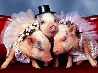 Pigs Pictures Cute Funny Pig Wallpaper