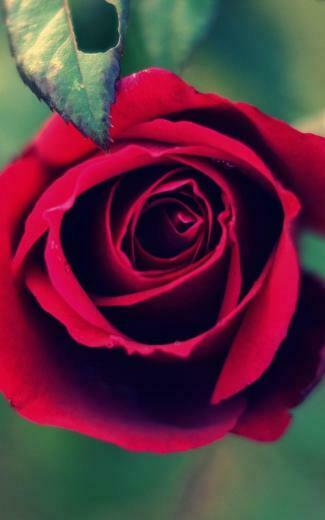 Nature Roses Wallpaper