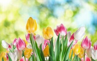 Tags Tulip Nature Tulips Flowers Lovely Field Of Sunny Spring