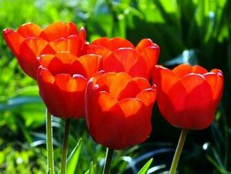 Nature Flowers May