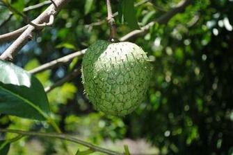 Guanabana HD Desktop Wallpaper