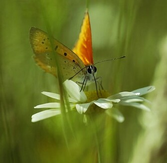 Papillon Wallpaper