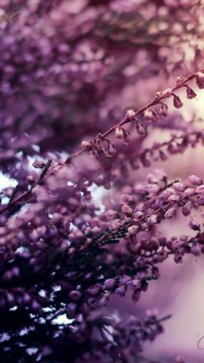 The Colors Of Summer iPhone 5s Wallpaper