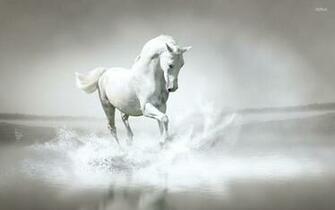 Horse Full HD Wallpaper And Background Id