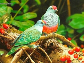 Two Colorful Birds Bird Blue Twins