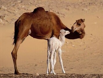 Camel Wallpaper HD Pictures One Background