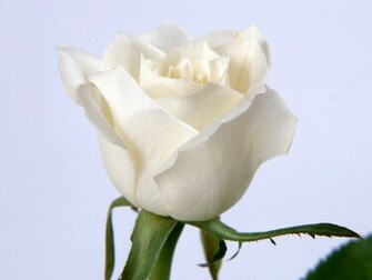 Flowers Pictures Beautiful Wallpaper White Roses