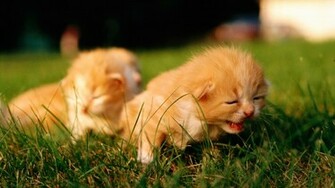 HD Cat Wallpaper