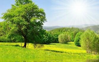 Forest Trees Sun Green Meadow Grass Water Flowers Wallpaper Background