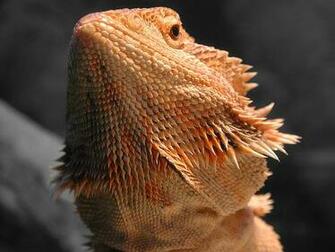 Bearded Dragons Mating Good For Eggs So Far