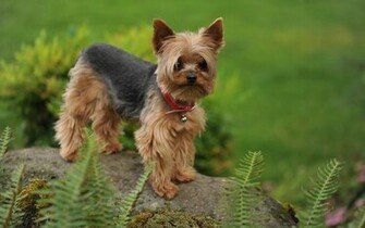 Yorkshire Terrier Wallpaper