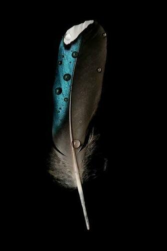 Duck Feather Still Mary Jo Hoffman Beautiful Simplicity In