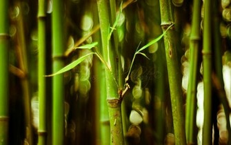 Theme Bin Archive Bamboo HD Wallpaper