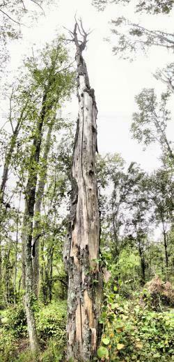 Pin State Tennessee Tulip Poplar Tree